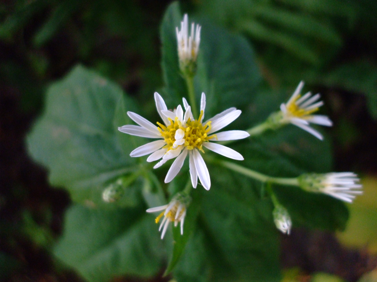 Aster furcatus